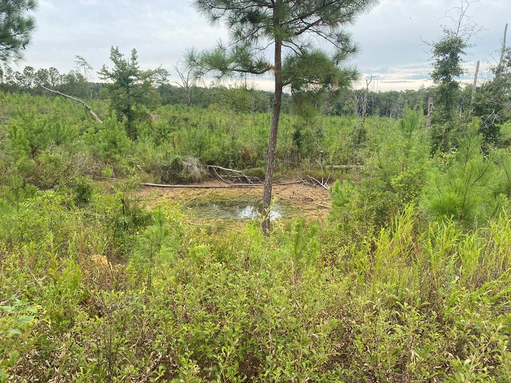 250 Adams Mill Road Clayton, AL 36016 - Photo 69 of 74
