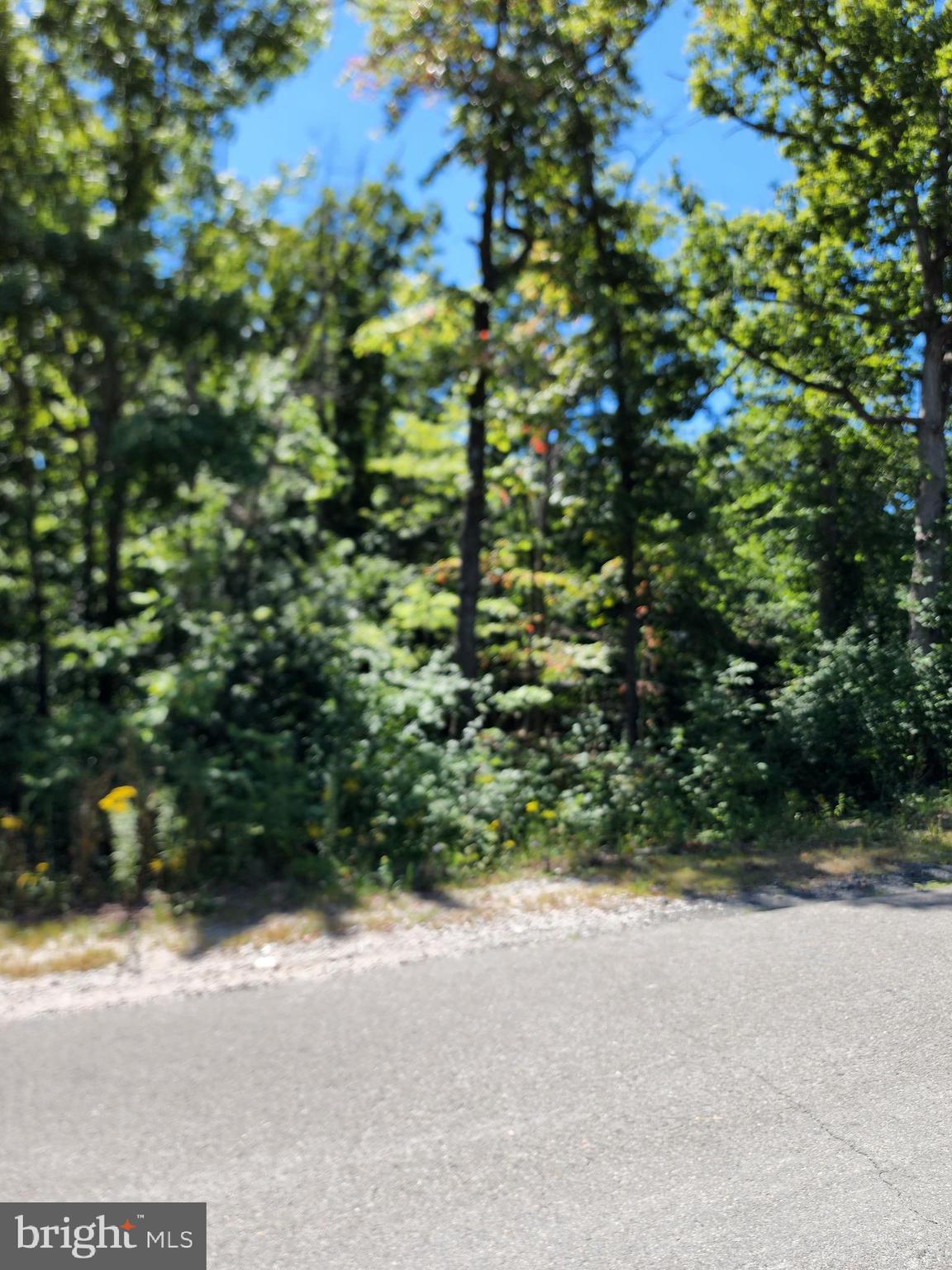 a view of a yard with plants and a bench