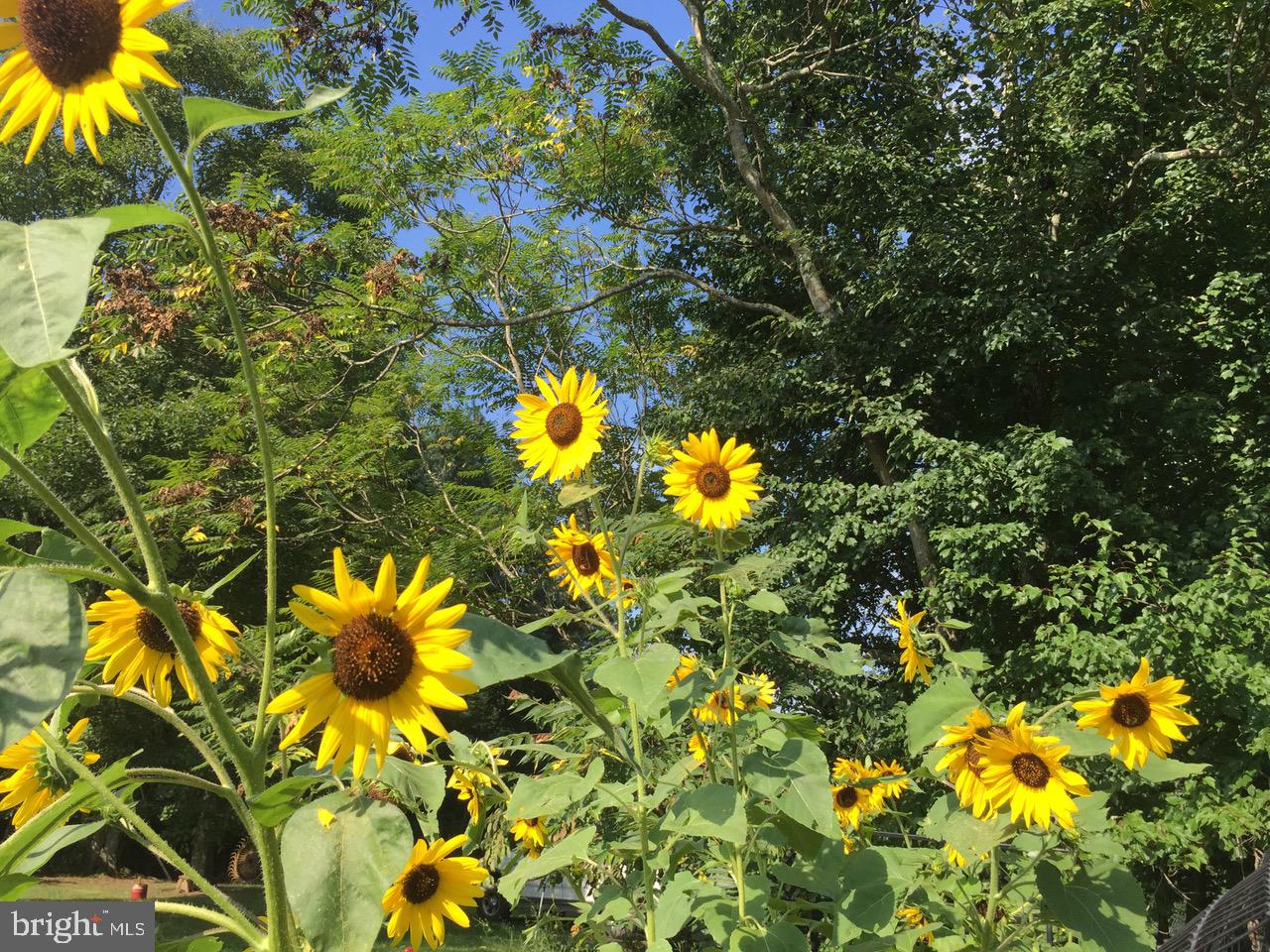 3085 Indian Run Road Amissville, VA 20106 - Photo 109 of 132