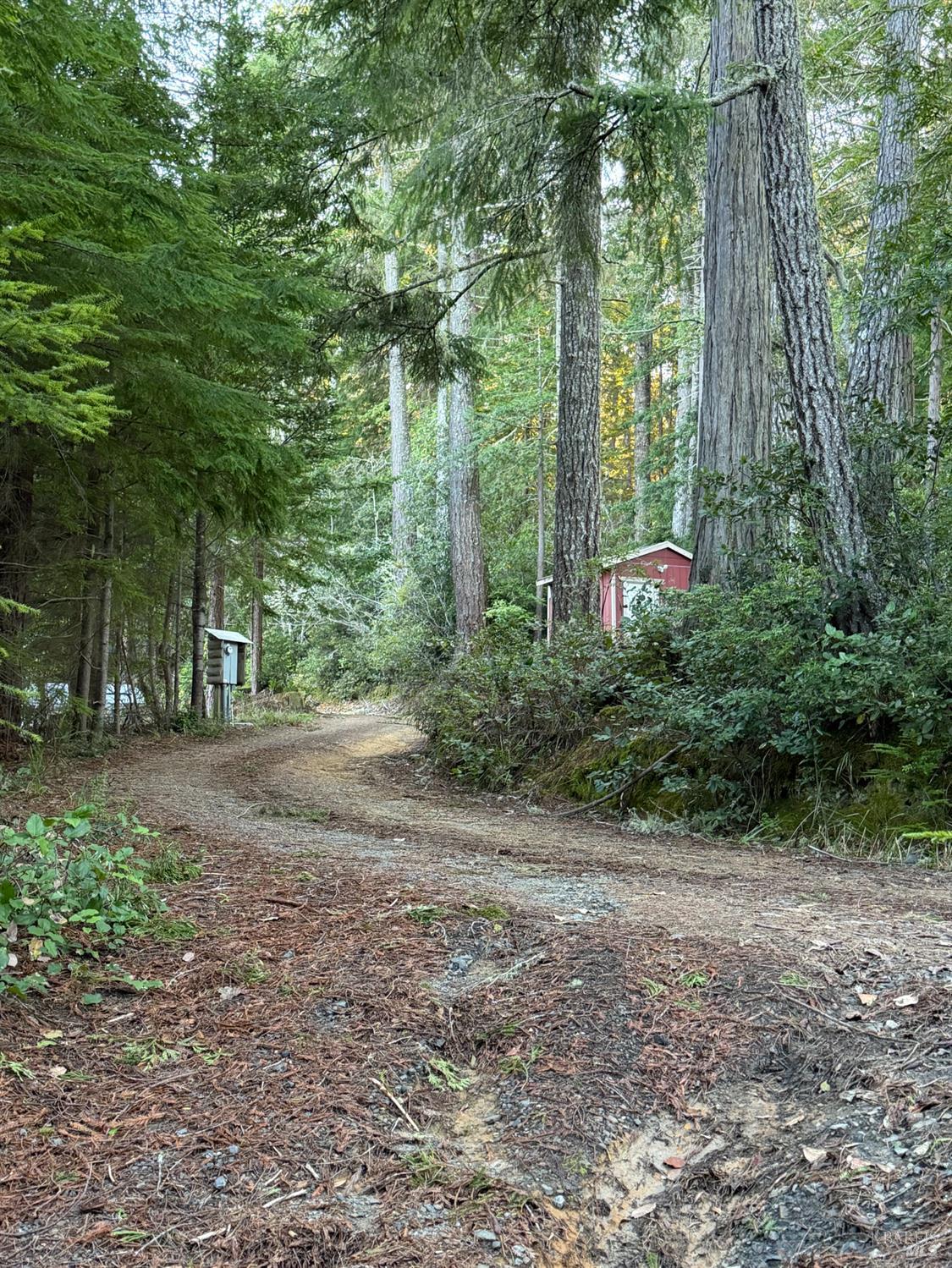 a view of a forest with trees