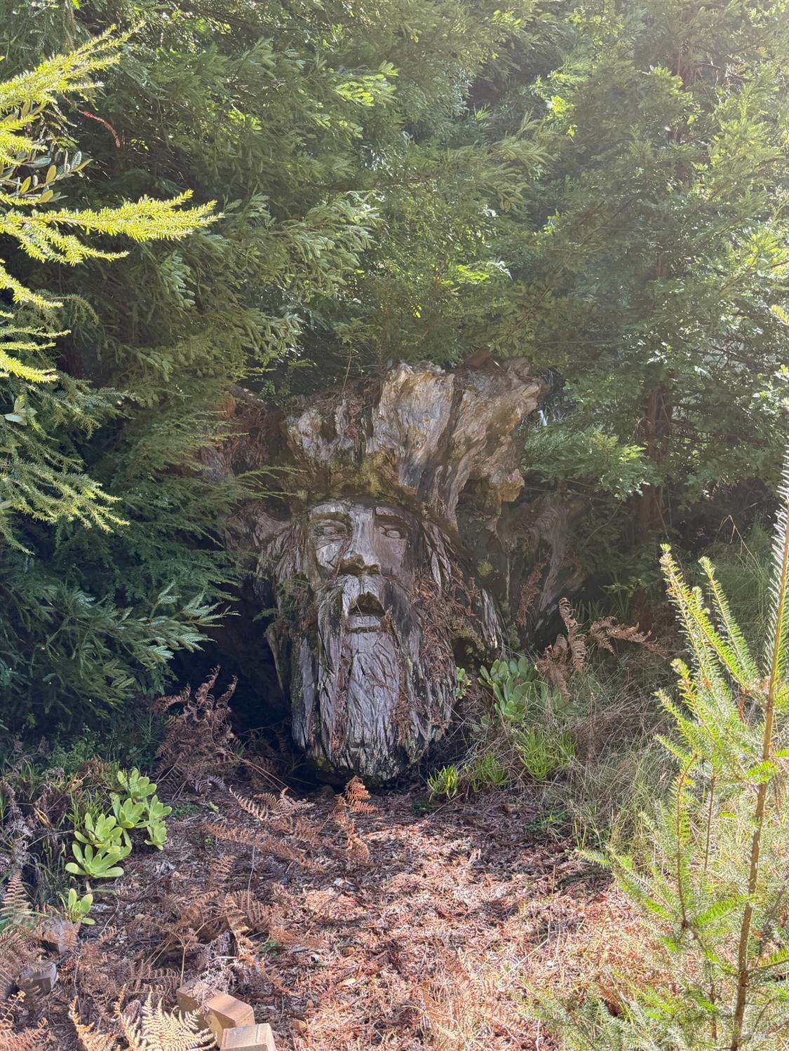 a view of a forest with a yard