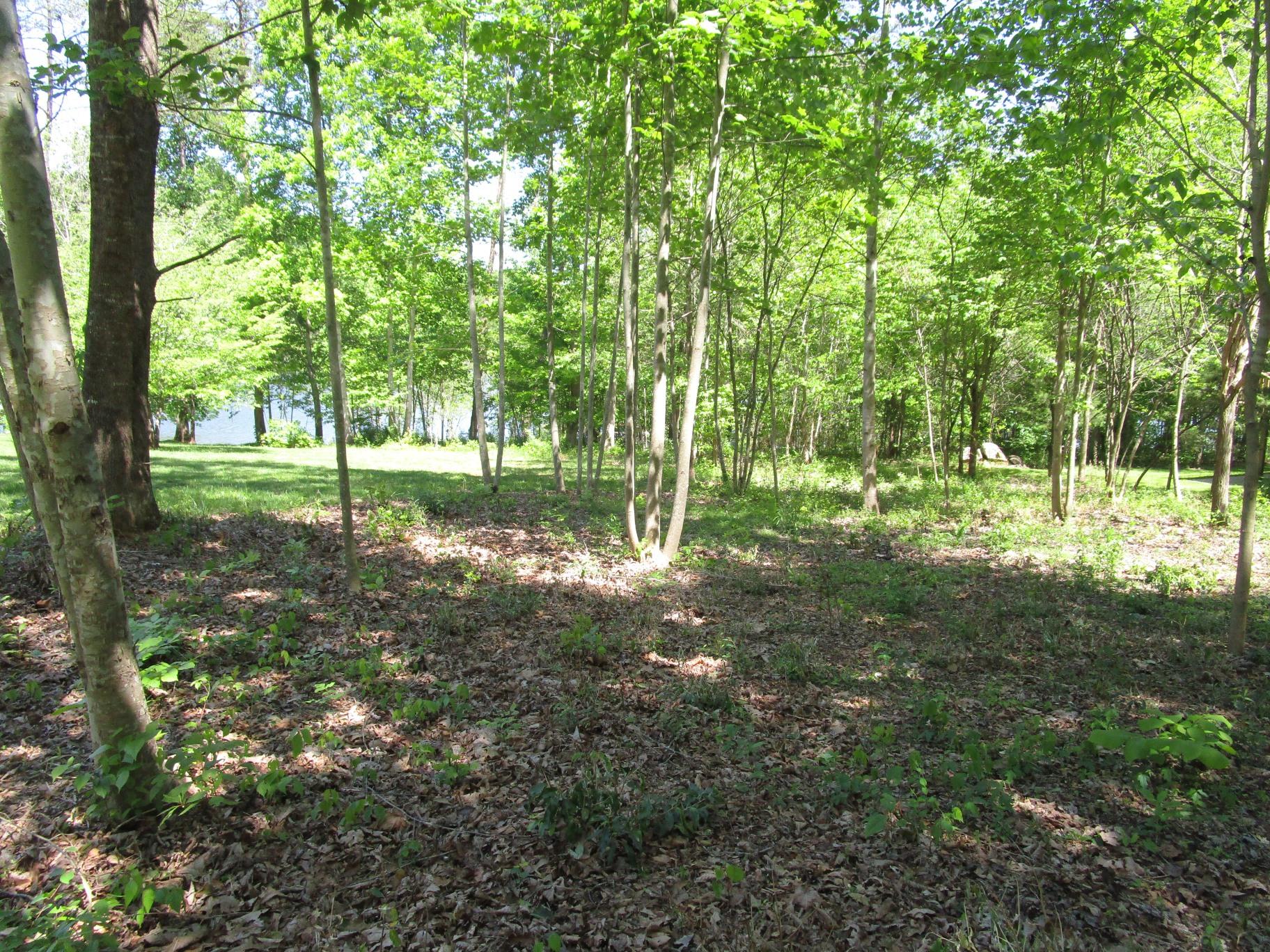 East Norris Point Road La Follette, TN 37766 - Photo 2 of 12 Pic NP L15b #02 House site looking at La
