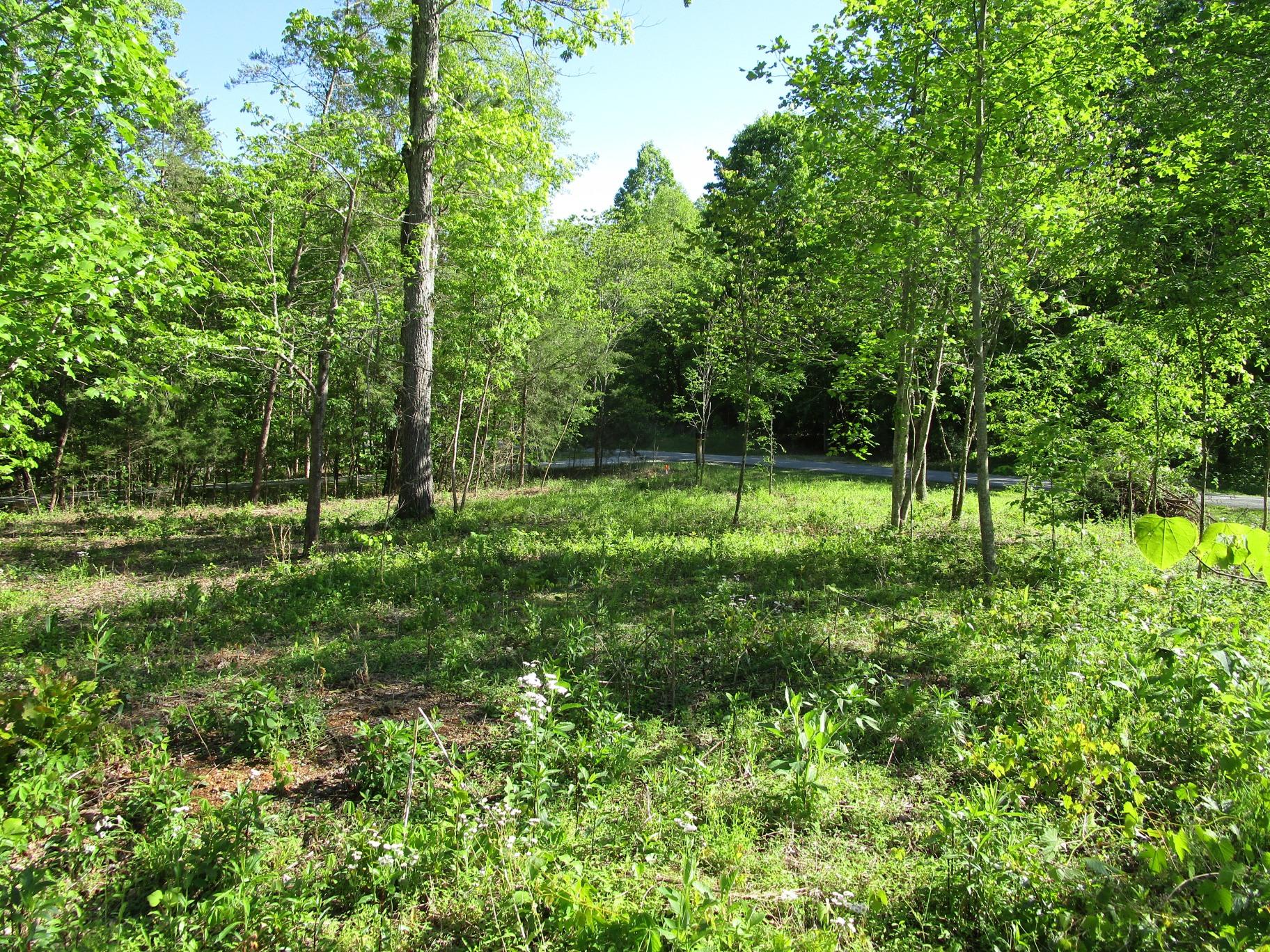 East Norris Point Road La Follette, TN 37766 - Photo 11 of 12 Pic NP L15b #11 Near road