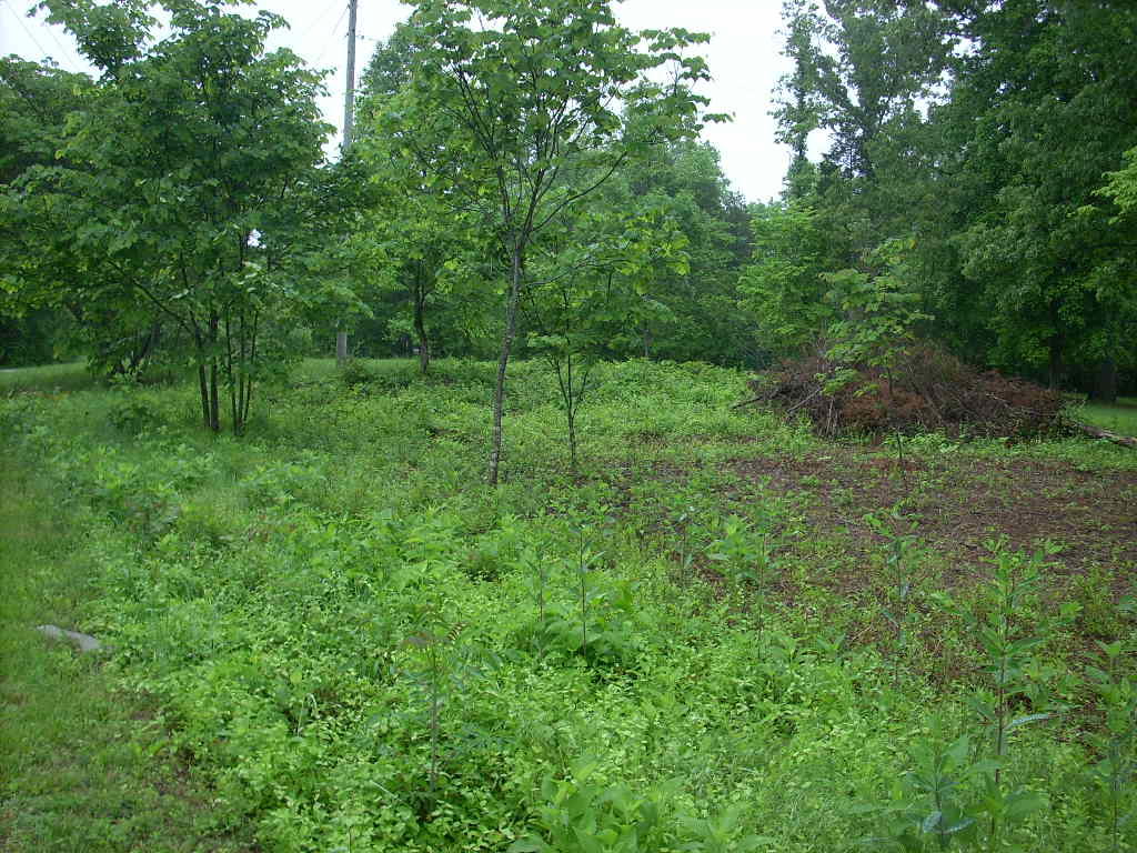 East Norris Point Road La Follette, TN 37766 - Photo 3 of 12 Pic NP L15b #03 Flat