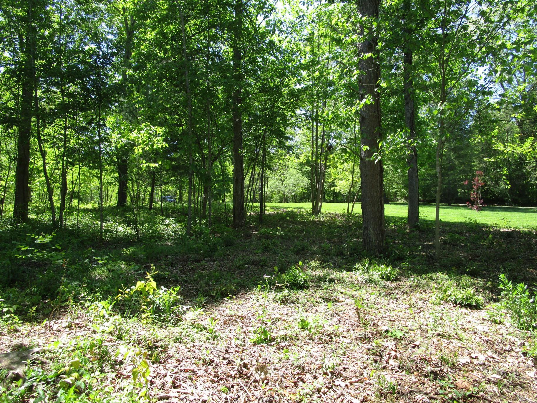 East Norris Point Road La Follette, TN 37766 - Photo 5 of 12 Pic NP L15b #05 Near house site looking