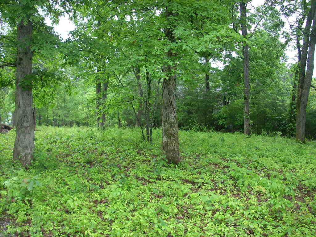 East Norris Point Road La Follette, TN 37766 - Photo 7 of 12 Pic NP L15b #07 from left side middle