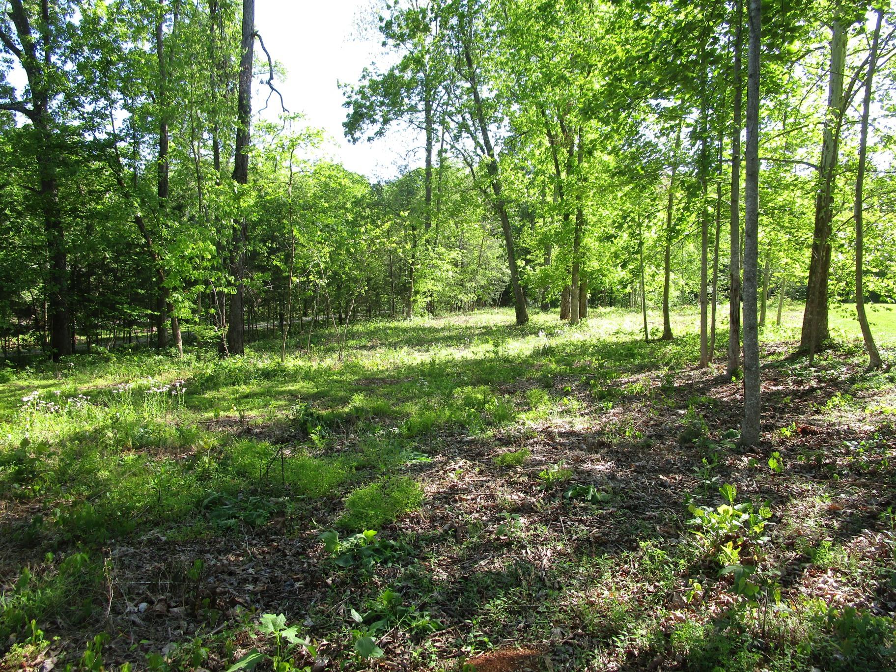 East Norris Point Road La Follette, TN 37766 - Photo 8 of 12 Pic NP L15b #08 From middle looking towa