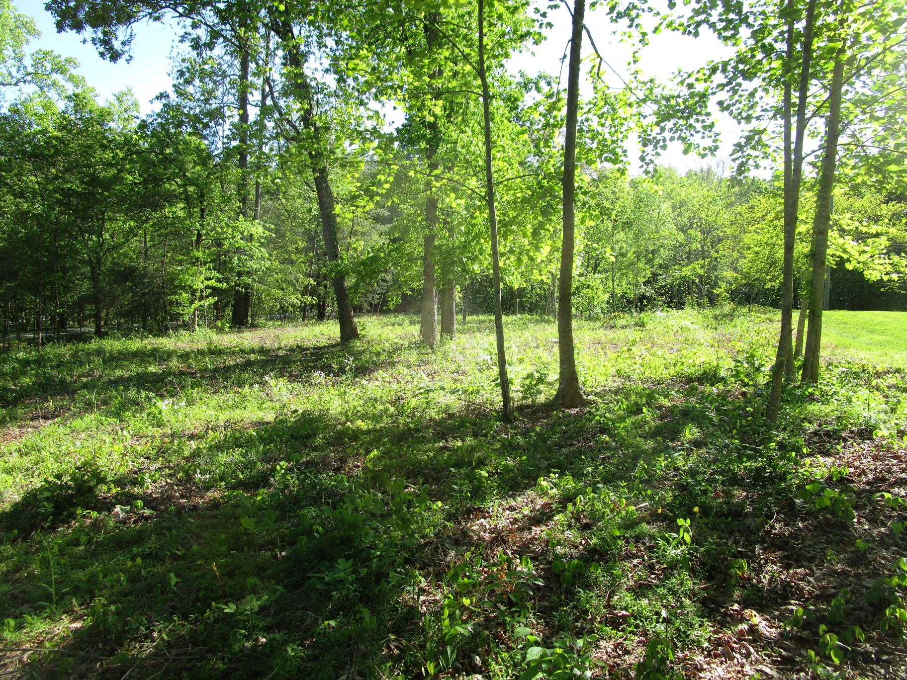 East Norris Point Road La Follette, TN 37766 - Photo 9 of 12 Pic NP L15b #09 From middle looking towa