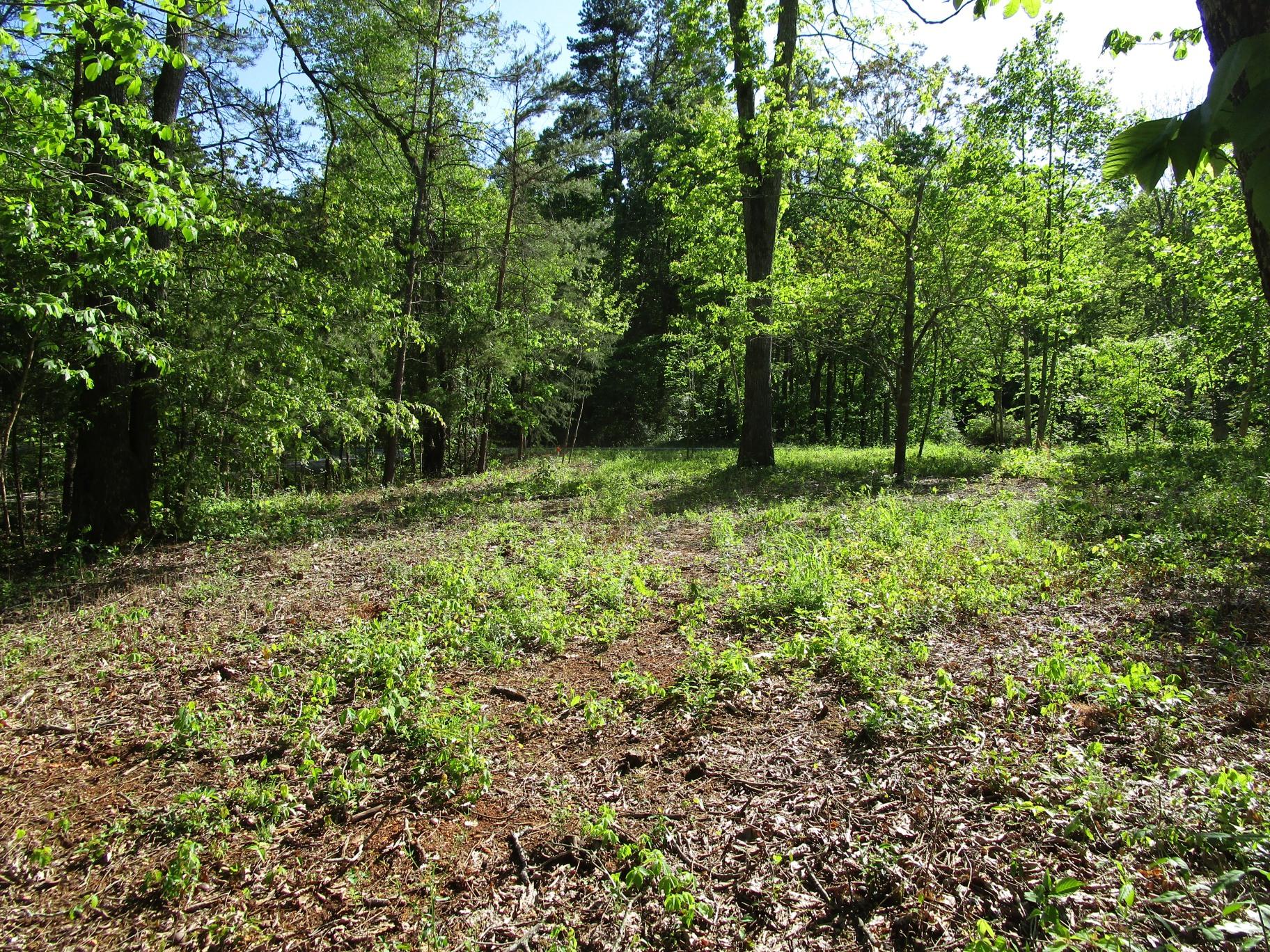 East Norris Point Road La Follette, TN 37766 - Photo 10 of 12 Pic NP L15b #10 Looking at road