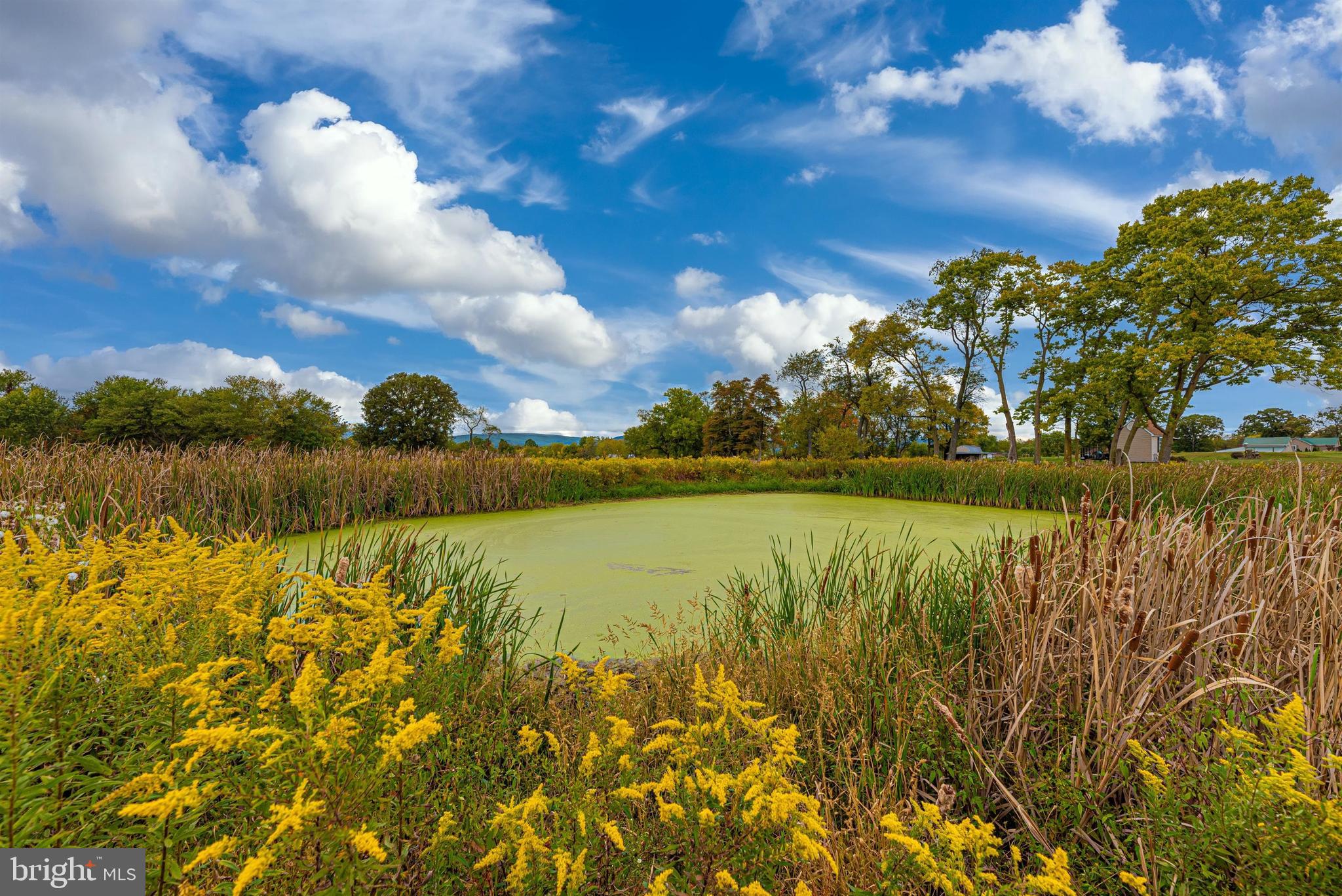 10006 Longs Mill Road Rocky Ridge, MD 21778 - Photo 60 of 66 Pond