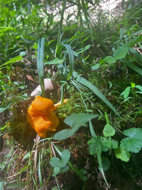 0 Gentry Road Danbury, NC 27016 - Photo 28 of 34