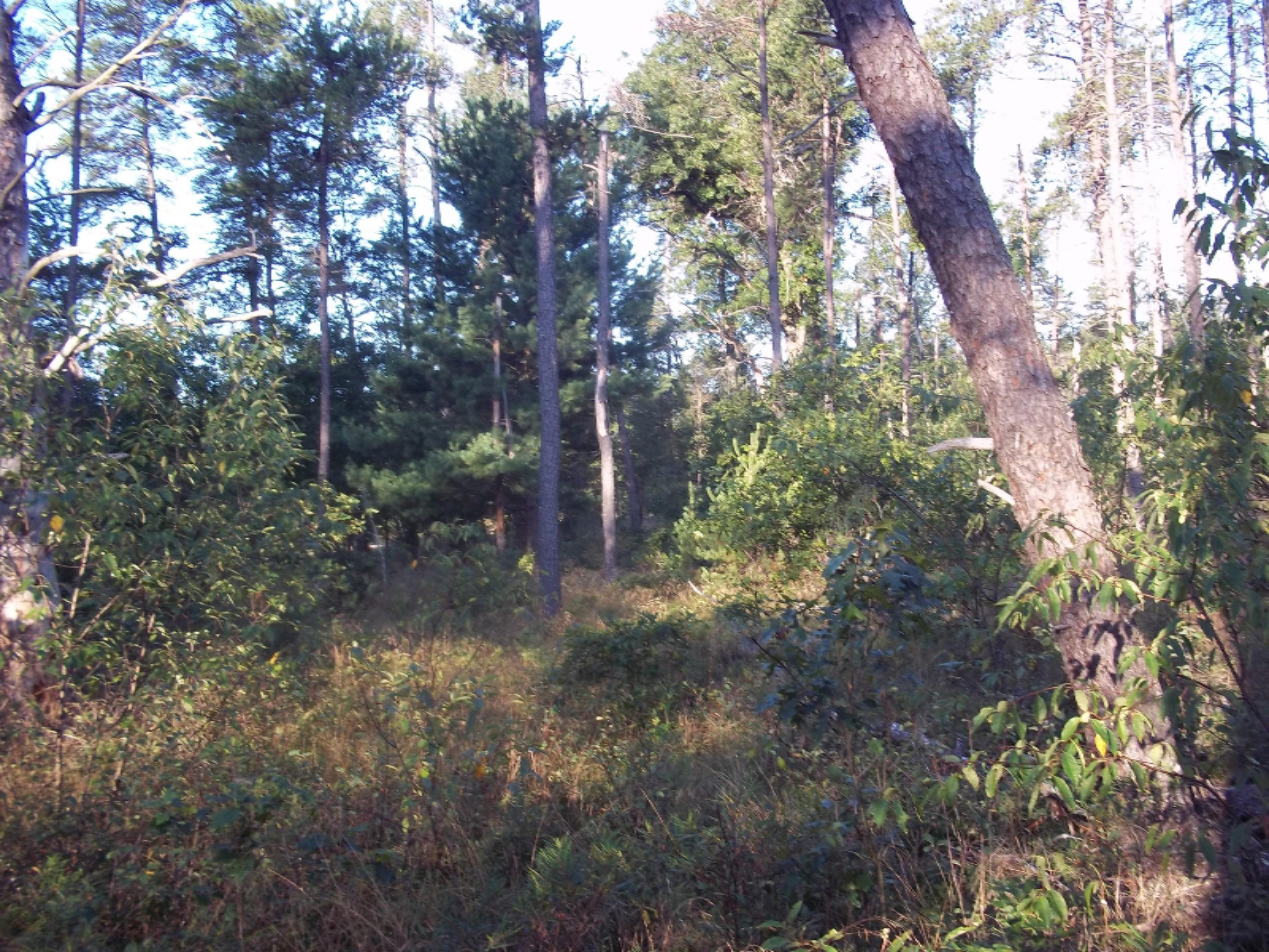 North Forman Road Irons, MI 49644 - Photo 1 of 6 124_1408