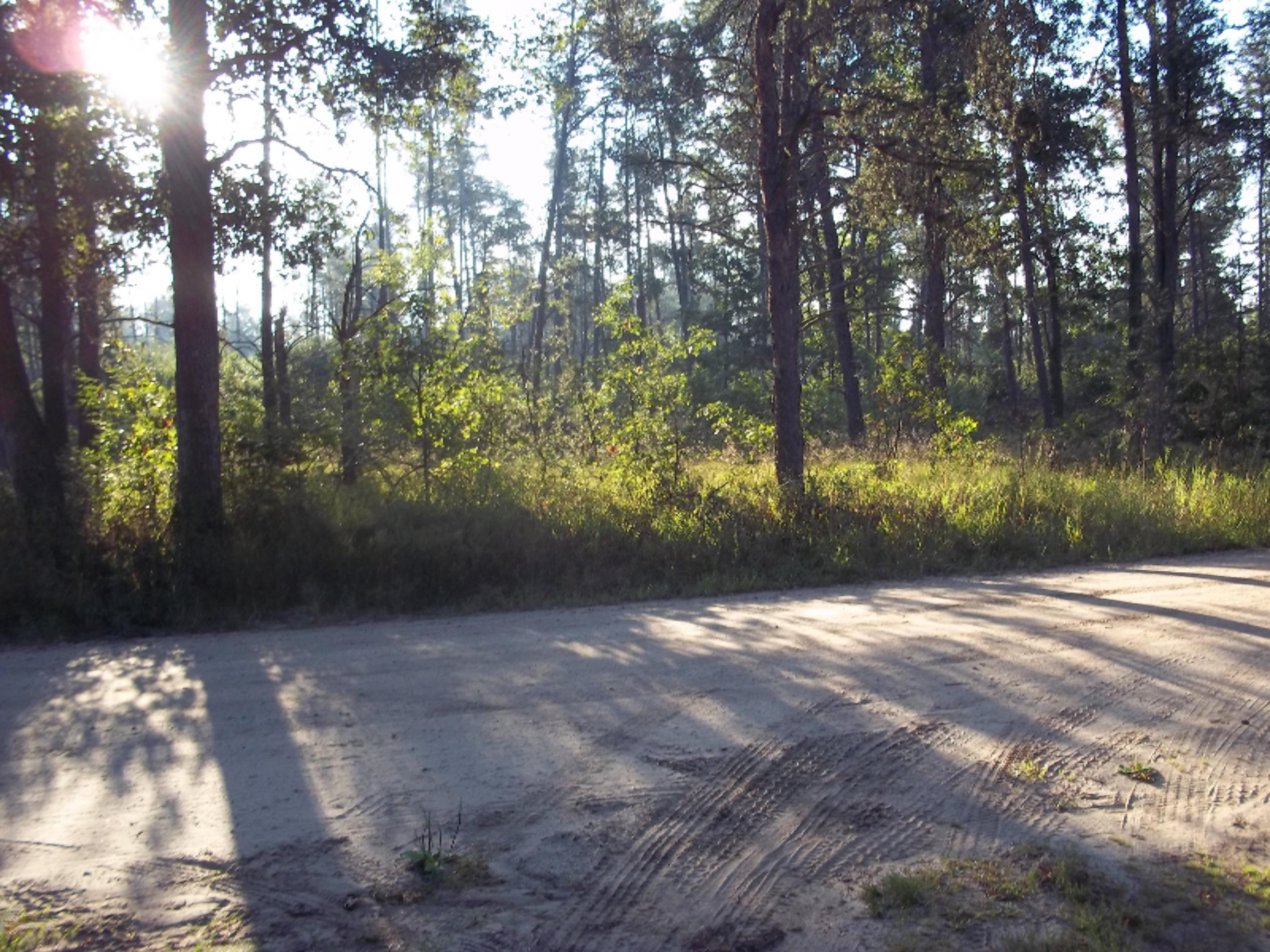 North Forman Road Irons, MI 49644 - Photo 2 of 6 124_1401