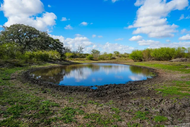 a plant with lots of green space