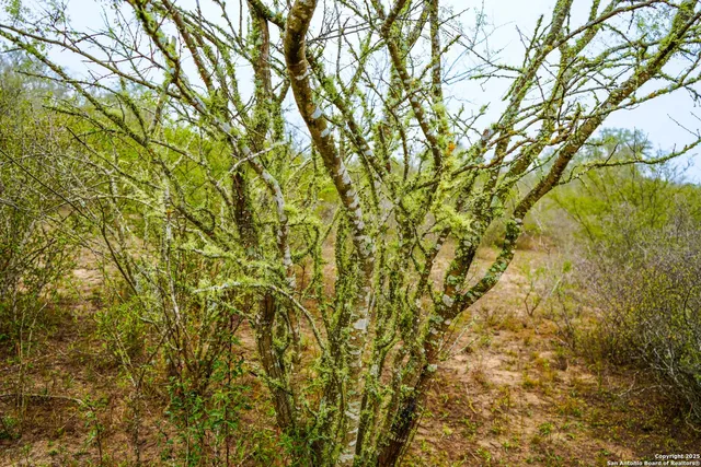 a view of a dry field with trees in the background