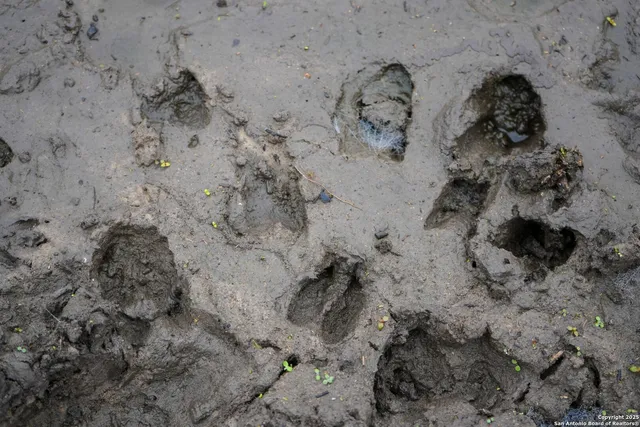 a view of a palm trees in a yard