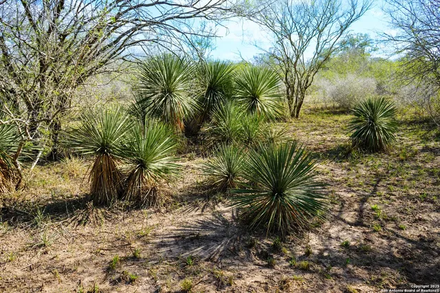 a close up of a plant in a garden