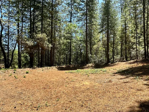 a view of a yard with trees