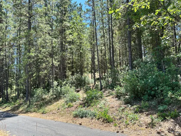 a view of a forest with a tree