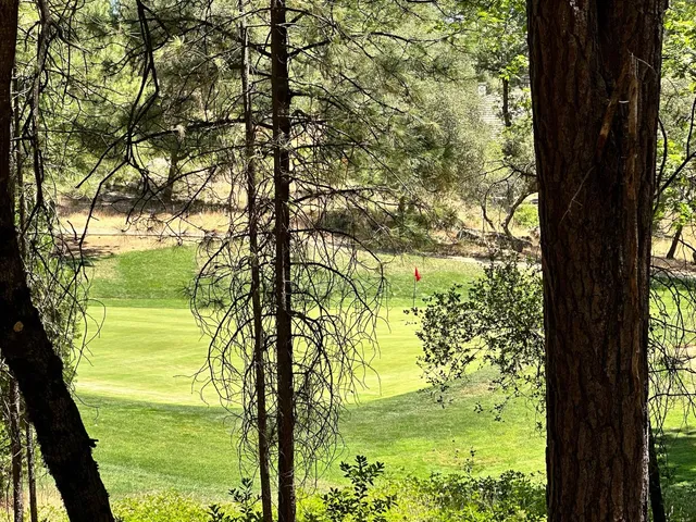 a view of lake from under an tree