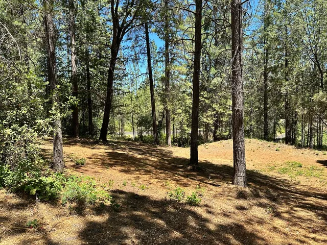 a view of a yard with trees