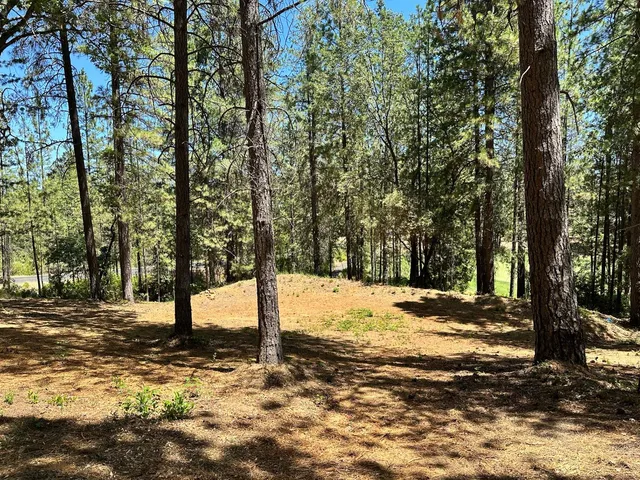 a view of a yard with trees