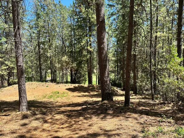 a view of a yard with trees
