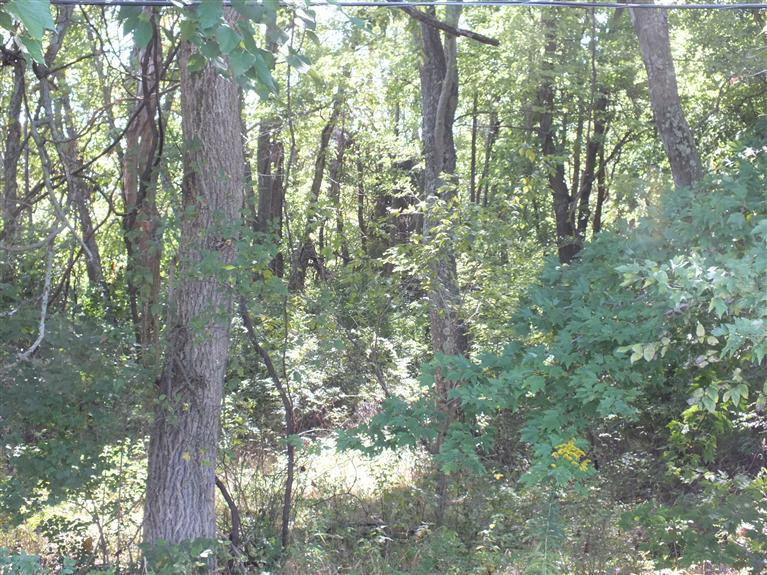 125 Patterson Road Versailles, KY 40383 - Photo 7 of 17 Typical view of some of the wooded areas