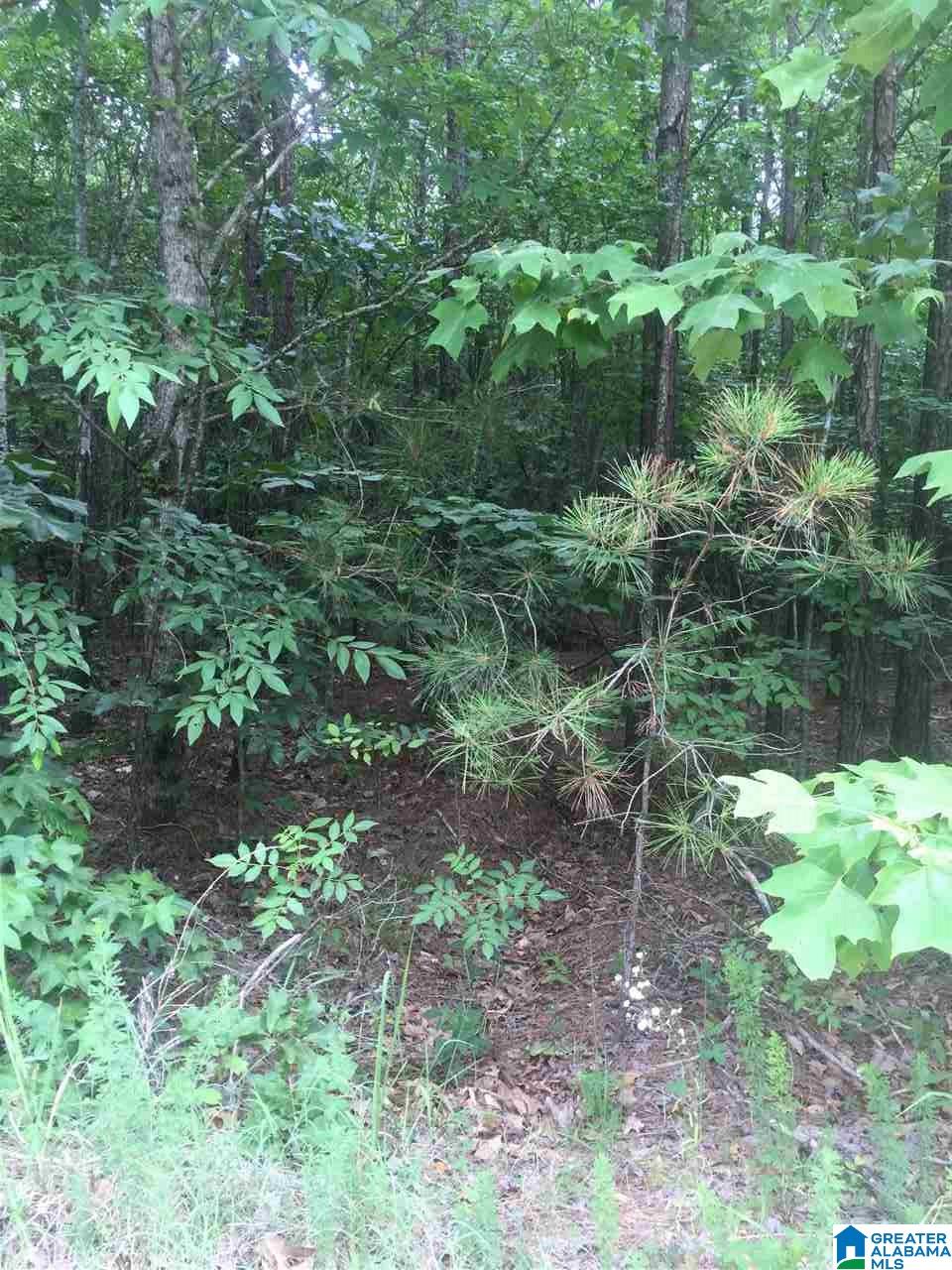 0 Rendalia Motorway, Unit 29 ACRES Talladega, AL 35160 - Photo 3 of 21