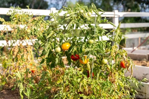 $1,350,000 | 15091 Chemise Creek Road, Ramona, CA 92065