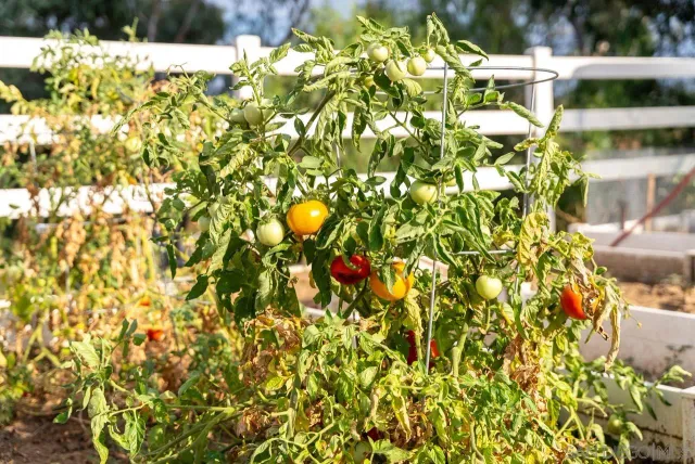 $1,350,000 | 15091 Chemise Creek Road, Ramona, CA 92065