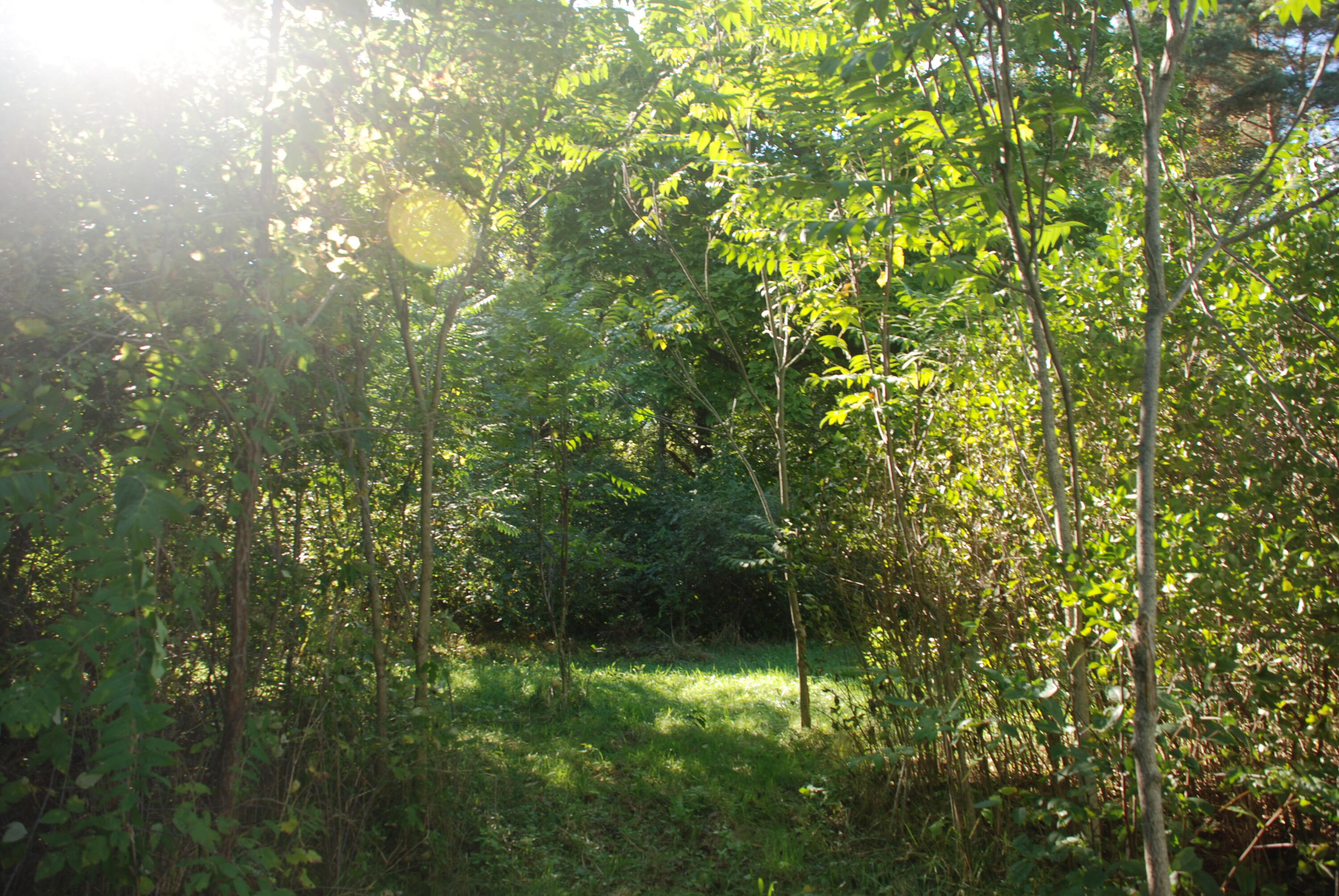 5984 Jordan Road Jackson, MI 49201 - Photo 5 of 8 DSC_1566