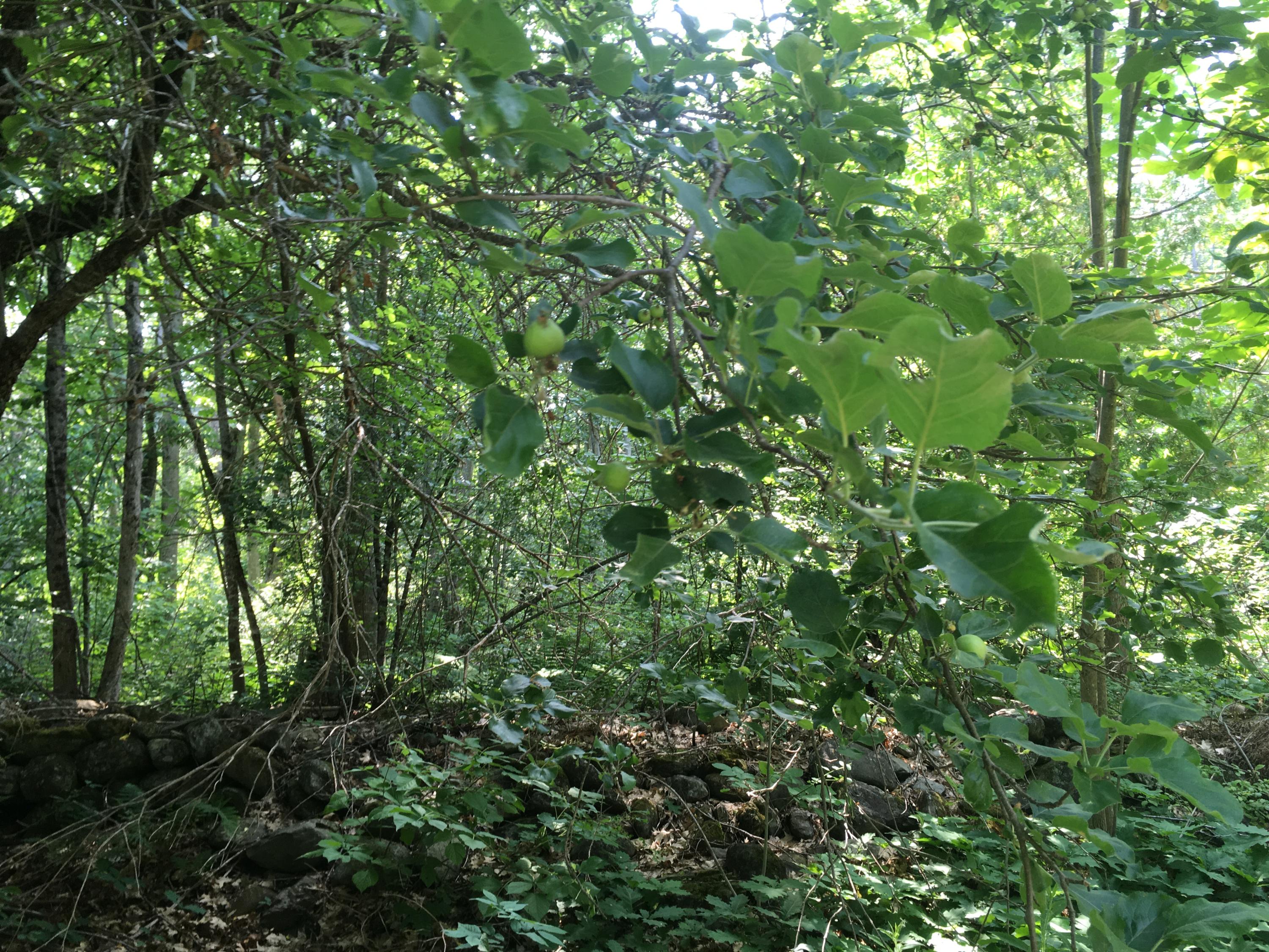 28 Town Farm Road Winterport, ME 04496 - Photo 12 of 15 IMG_0596