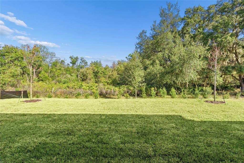 31479 Hayman Loop Wesley Chapel, FL 33545 - Photo 37 of 45 a view of big yard with large trees