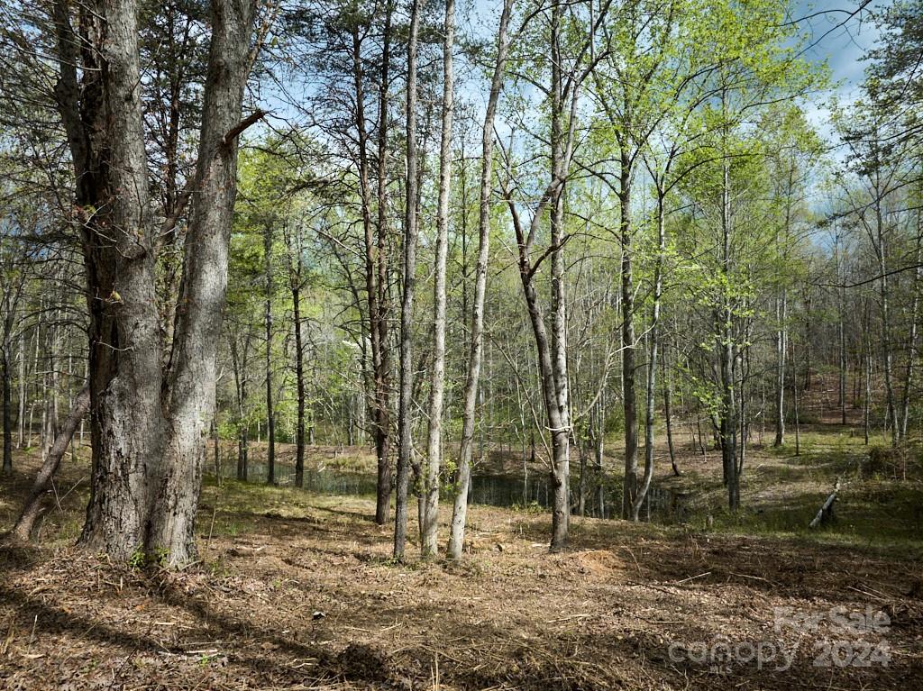77 Medford Road Tryon, NC 28782 - Photo 20 of 48 a view of a forest with trees