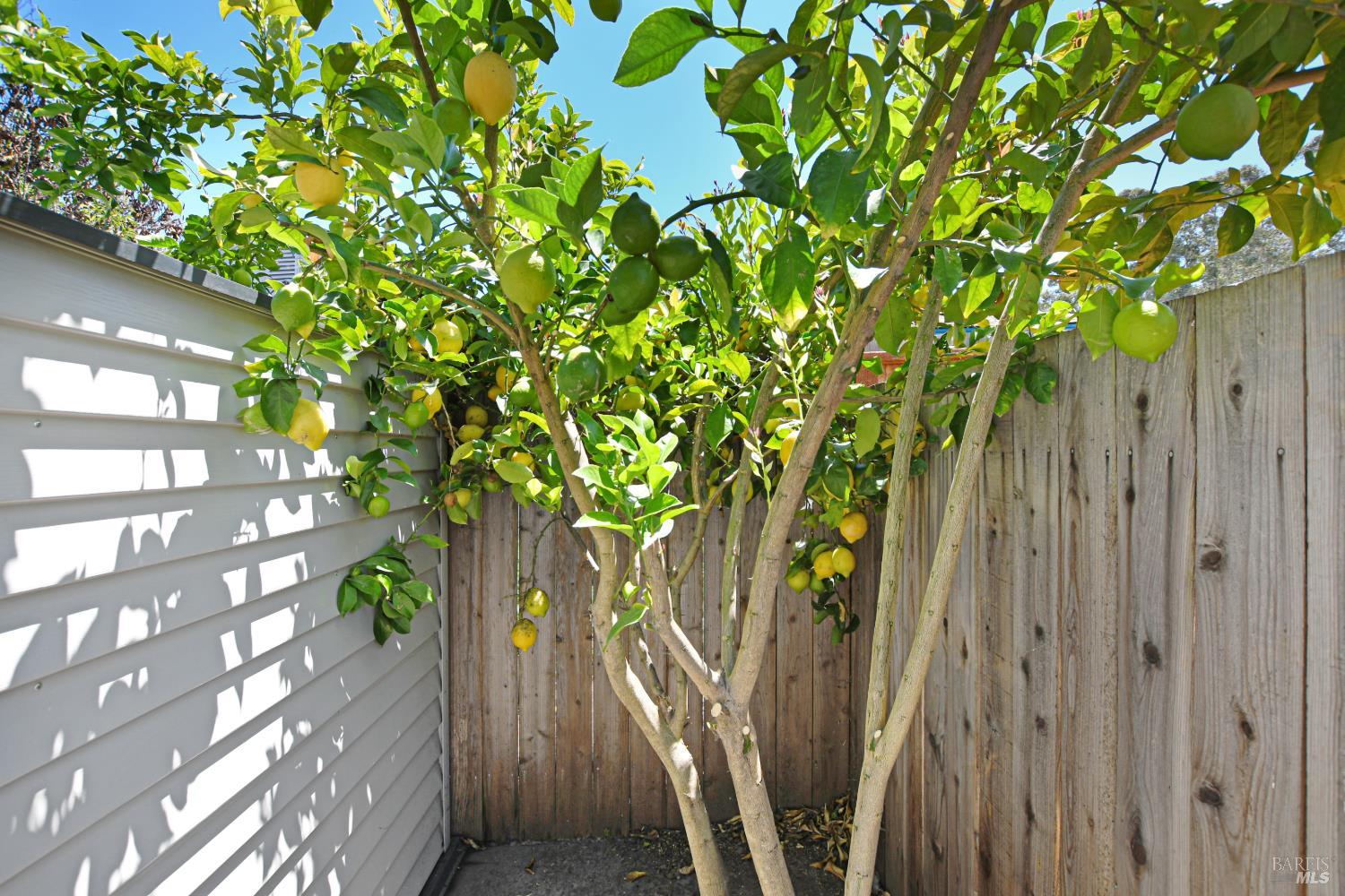 866 Yuba Drive Santa Rosa, CA 95407 - Photo 28 of 73 ABUNDANT LEMON TREE