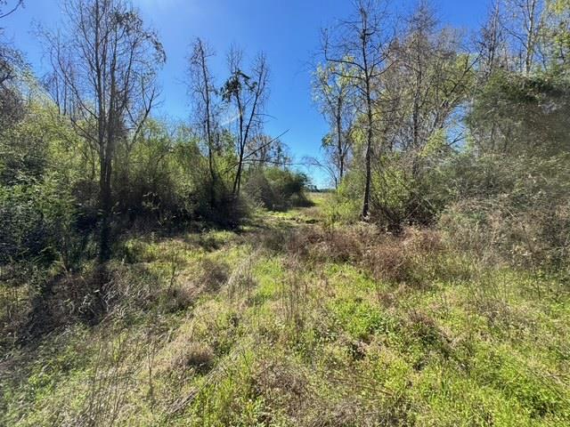 0 Macedonia Ch Road Columbia, AL 36319 - Photo 37 of 61