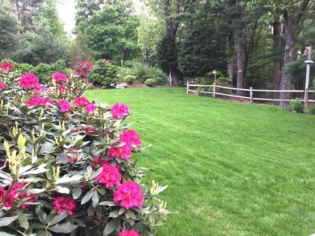 8 Springhill Road Wayland, MA 01778 - Photo 3 of 44 a view of yard with flowers and trees