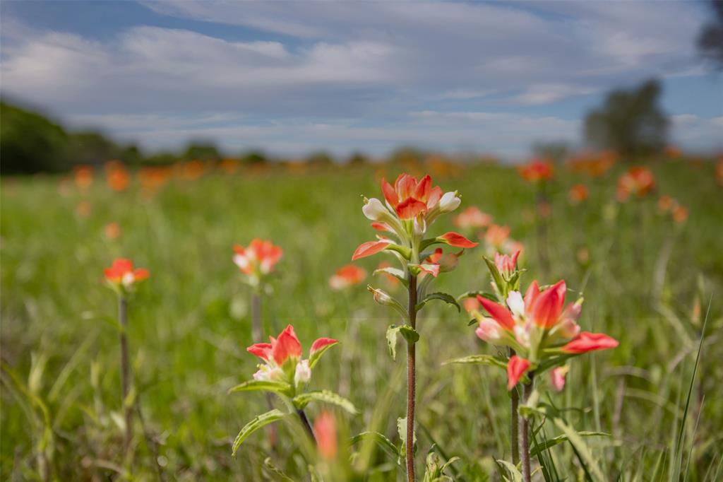 Tbd Faber Road Howe, TX 75459 - Photo 8 of 31 a view of a flower