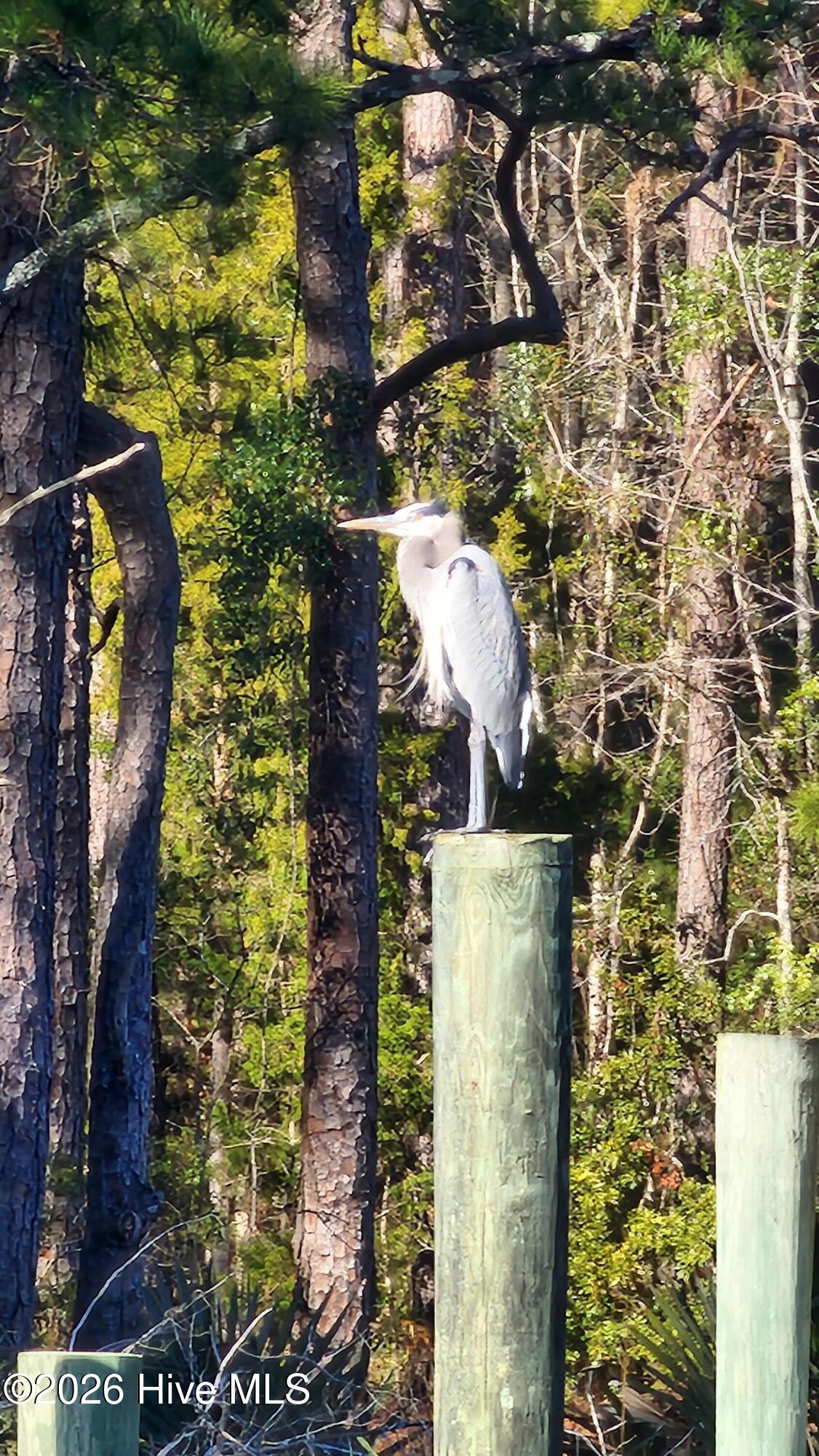 129 Cummins Creek Road Beaufort, NC 28516 - Photo 13 of 22 20250120_130304