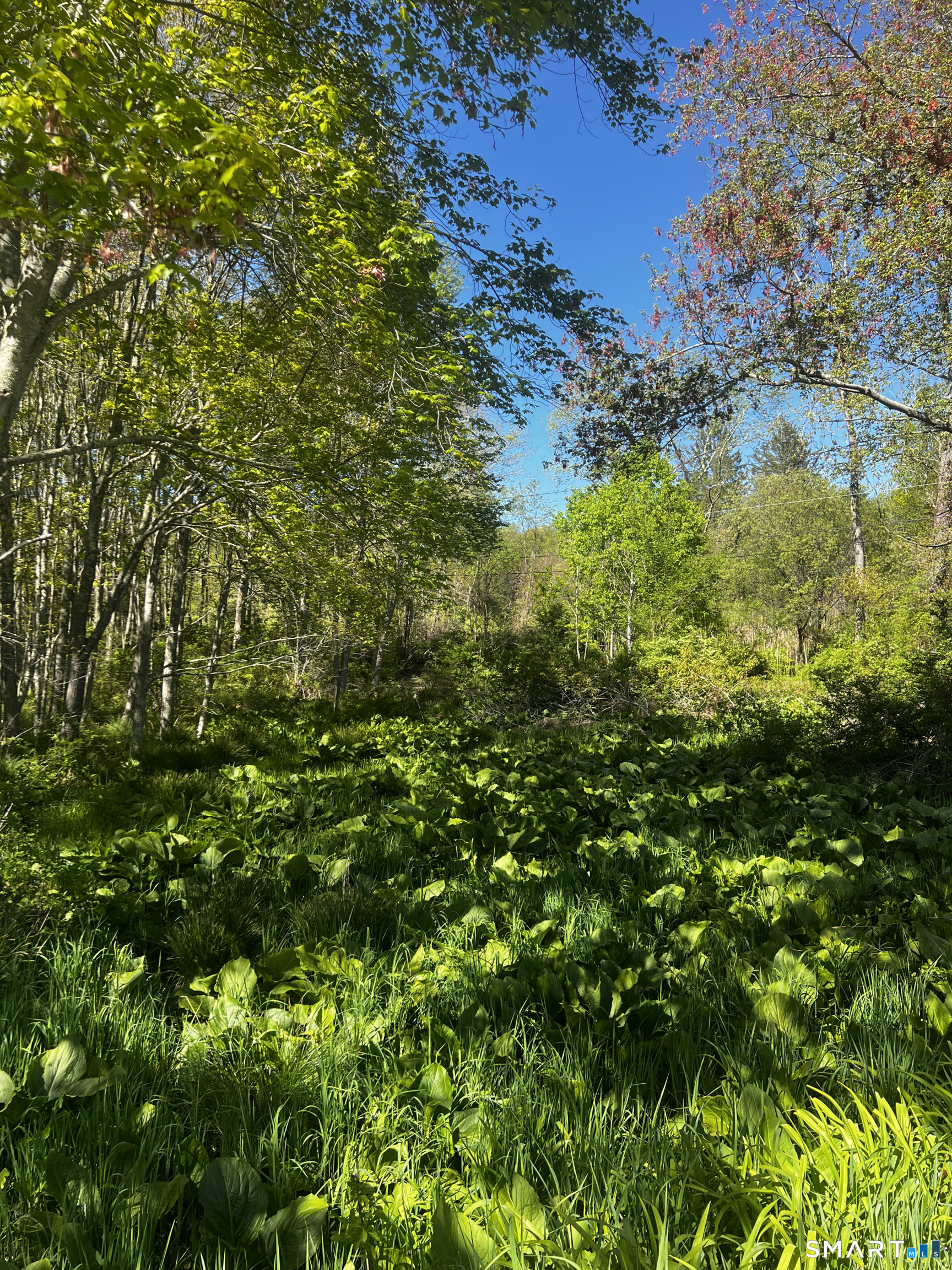 408 Martin Road Hebron, CT 06248 - Photo 5 of 6 a view of a lush green forest