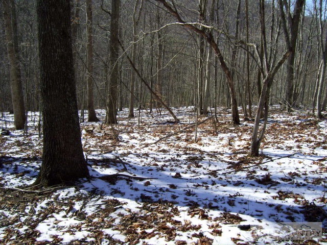 Old Field Creek Road Lansing, NC 28643 - Photo 1 of 1 a view of a tree with a yard