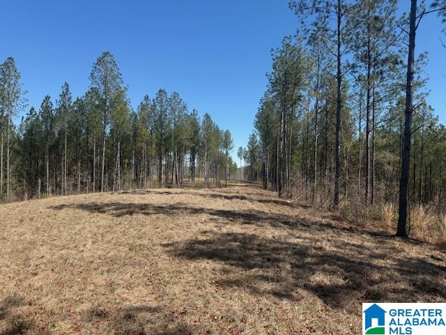 Pate Road Cragford, AL 36255 - Photo 4 of 4