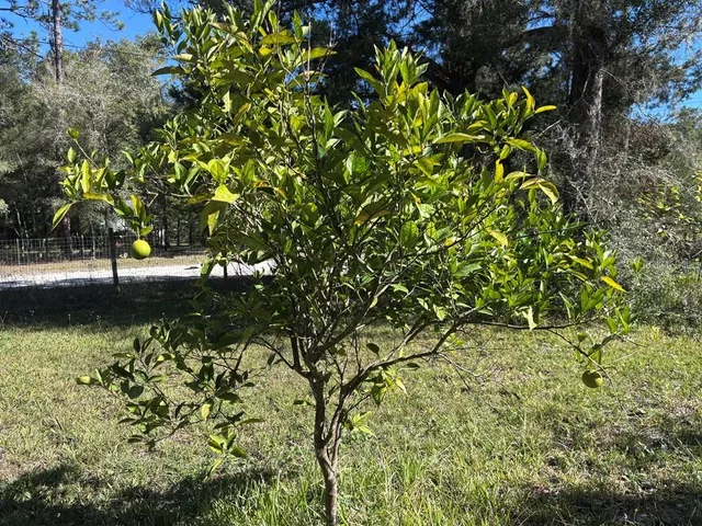 $220,000 | 3250 Northwest 48th Avenue, Chiefland, FL 32626