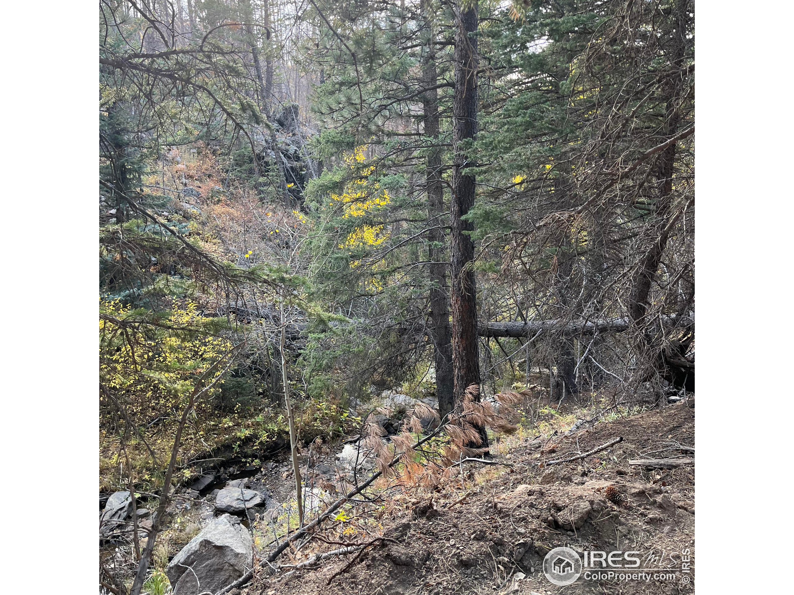 11 Monument Gulch Way Bellvue, CO 80512 - Photo 3 of 9