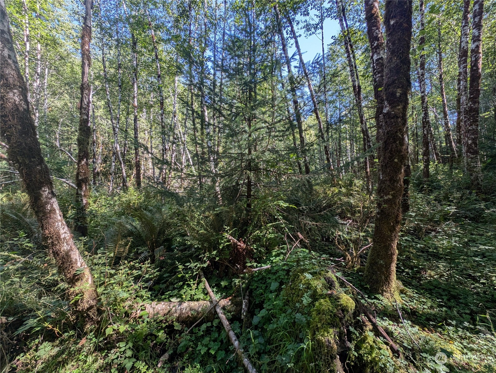 99994 Dowan Creek Road Forks, WA 98331 - Photo 18 of 40