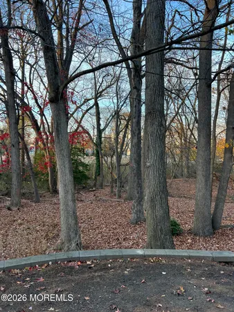 a view of a tree in the forest
