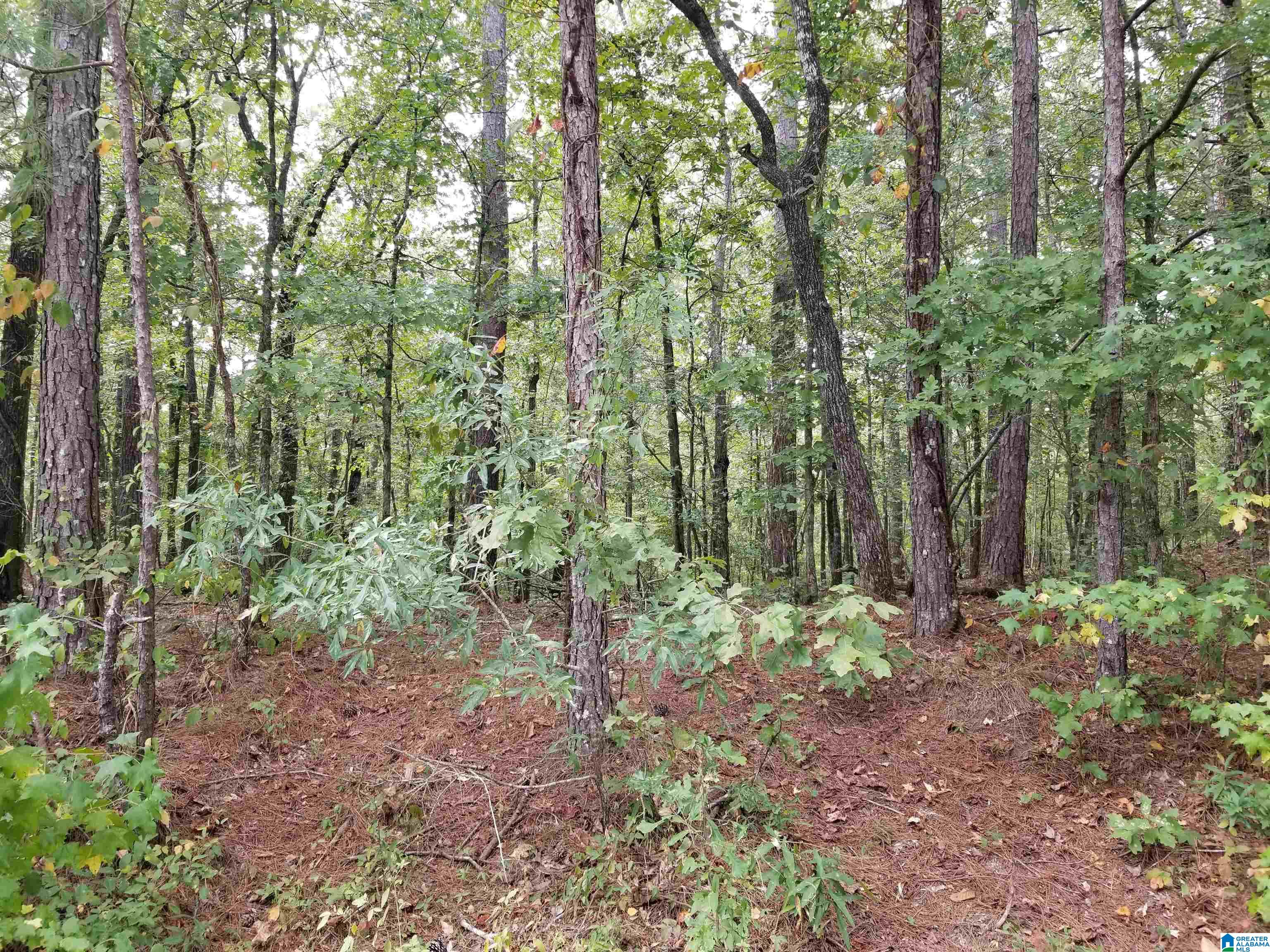 417 Tomahawk Trail, Unit 53 Riverside, AL 35135 - Photo 4 of 4