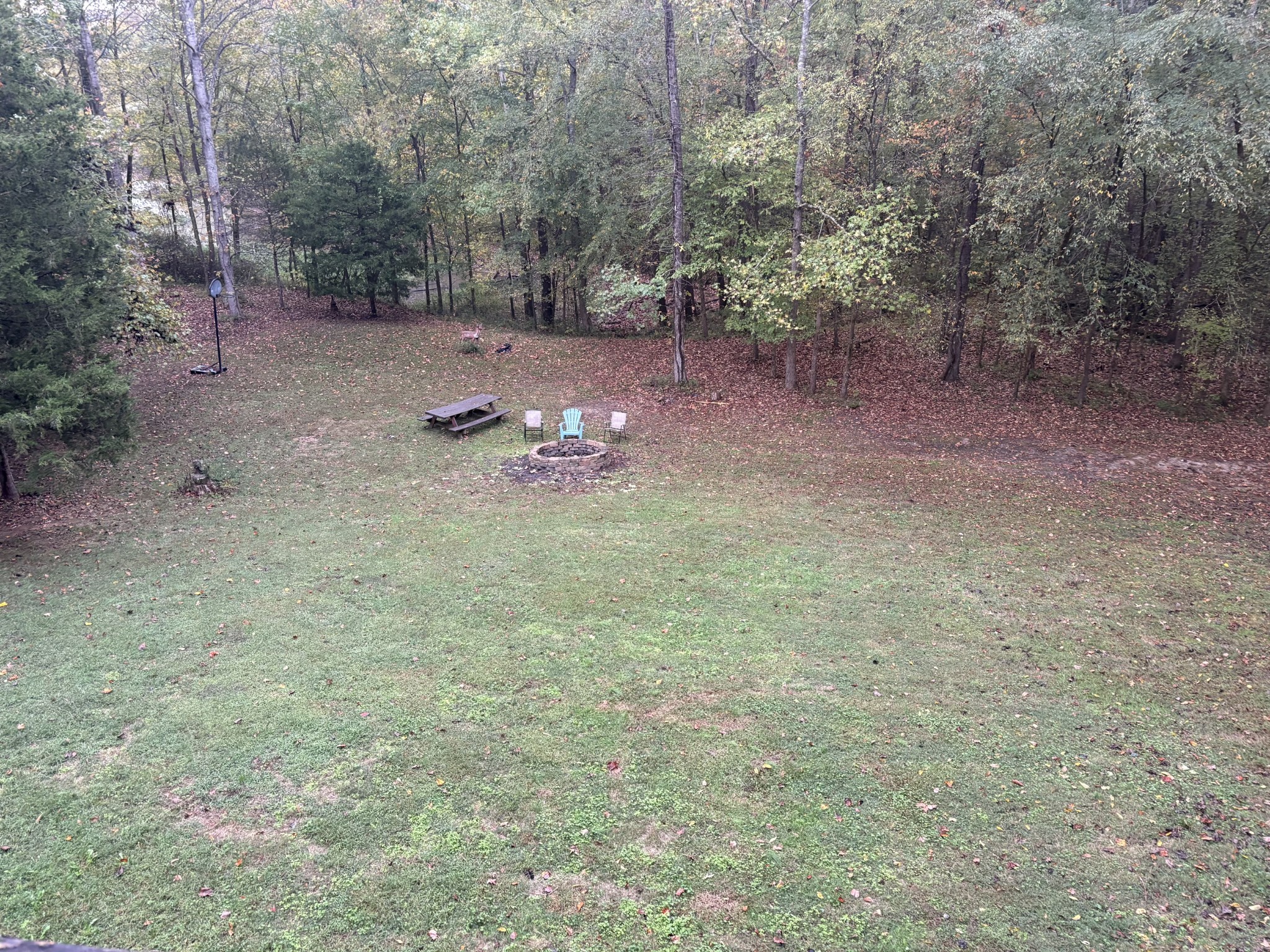 480 Hickman Shores Road Dover, TN 37058 - Photo 37 of 44 a view of a forest with trees in the background