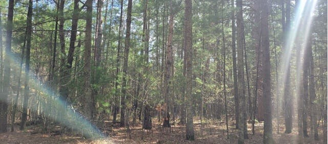 Xxx Normans Landing Road Webster, WI 54893 - Photo 2 of 7